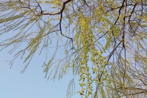 树上特有的一种野菜曩昔当救命粮现在15元一斤常有白叟采摘 树上特有的一种野菜曩昔当救命粮现在15元一斤常有白叟采摘