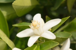 橙花精油心情疗愈+美肤圣手配方 橙花精油心情疗愈+美肤圣手配方