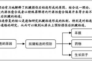 人羊膜药物与生长因子防备肌腱损害修正术后的粘连 人羊膜药物与生长因子防备肌腱损害修正术后的粘连