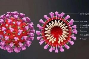 AnsunBiopharma发布一项医治COVID-19临床研讨的正向数据