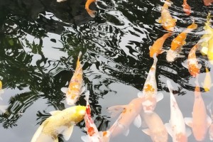 水克火命患食道癌