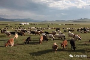 蒙古国赠送的3万只羊何时赶过来切当音讯来了