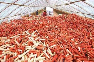 它是国人眼中的废品在韩国却是美食网友是我无知了 它是国人眼中的废品在韩国却是美食网友是我无知了