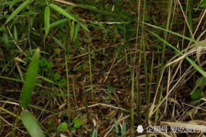 新鲜的竹笋市场上20块钱1把却做不出小时候的滋味 新鲜的竹笋市场上20块钱1把却做不出小时候的滋味