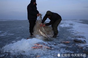 东北开江鱼为四大鲜之首而4月的开河鱼相同甘旨满屋飘香 东北开江鱼为四大鲜之首而4月的开河鱼相同甘旨满屋飘香