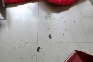 三众万生再不开学留神高校宿舍变鼠窝春季灭鼠举动刻不容缓 三众万生再不开学留神高校宿舍变鼠窝春季灭鼠举动刻不容缓
