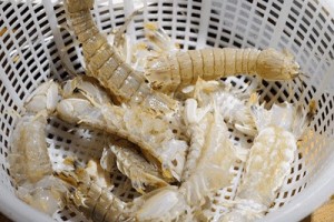 招远虾爬子很多上市可是价格惊人…… 招远虾爬子很多上市可是价格惊人……