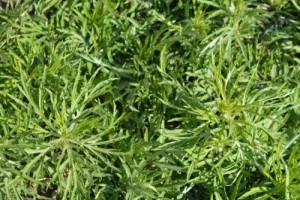 千金换野菜究竟亏不亏聪明人才答得对关键时刻起到及其重要的效果 千金换野菜究竟亏不亏聪明人才答得对关键时刻起到及其重要的效果