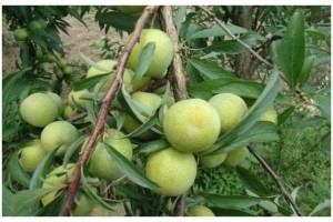 乡村常见的四种食物排毒护肝润肠通便增强体质 乡村常见的四种食物排毒护肝润肠通便增强体质
