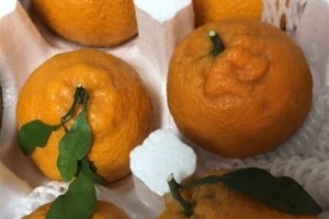 女人想要身体好引荐四种食物排毒护肤推迟变老补养身体 女人想要身体好引荐四种食物排毒护肤推迟变老补养身体