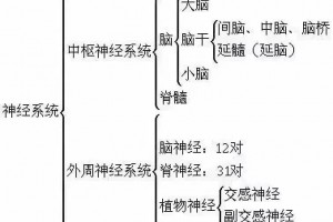神经恢复必备神经系统体格检查 神经恢复必备神经系统体格检查